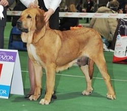 ЧЕМПИОНЫ Национального клуба